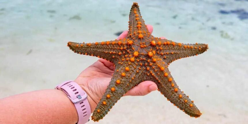 Starfish